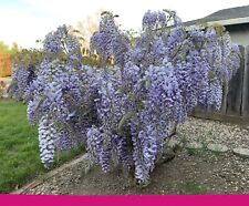 Japanese wisteria seeds for sale  Chico