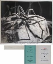 Foto artística de primer plano de insecto araña de colección de William Lovering segunda mano  Embacar hacia Argentina