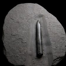 Partially Pyrite Belemnite Fossil Pseudomorph Ammonite Crinoid Gastopod, used for sale  Shipping to South Africa
