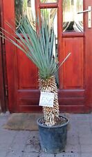 Yucca rostrata dal Messico, tronco 110 cm, 35 cm, radici! usato  Spedire a Italy