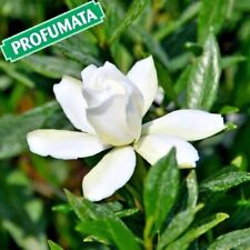 Gardenia radicans pianta usato  Caravaggio