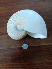 chambered nautilus for sale  Milford