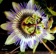 Passiflora incarnata passion for sale  EXETER