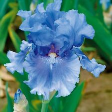 Count blues iris for sale  Summerville