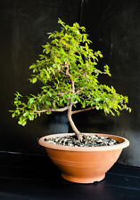 Bonsai olmo h.35 usato  Lodi Vecchio