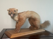 French taxidermy pine for sale  KING'S LYNN