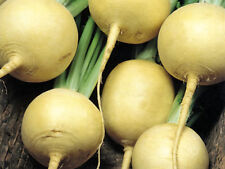 Organic turnip golden for sale  SALISBURY