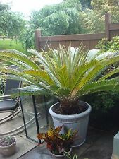 Sago palm king for sale  Fairfax