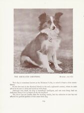 SHETLAND SHEEPDOG SHELTIE OLD VINTAGE 1934 NAMED DOG PRINT PAGE  for sale  COLEFORD