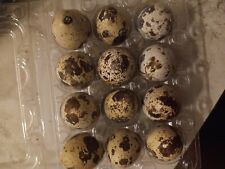 quails jumbo for sale  Winter Park