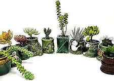 Succulent plants live for sale  Hacienda Heights
