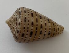 Coquillage conidae conus d'occasion  Mandelieu-la-Napoule