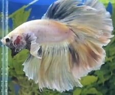 Male grey gold for sale  COVENTRY