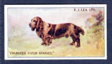 Coloured field spaniel for sale  KEIGHLEY