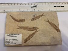 Fossil fish multiple for sale  LYTHAM ST. ANNES