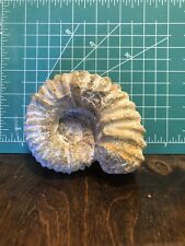 Ammonite morocco visible for sale  Eads