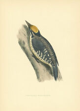 Three toed woodpecker. for sale  LONDON