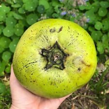 20++ Big Black Sapote Seeds (Diospyros nigra) Chocolate Fruit var. Matts Giant, used for sale  Shipping to South Africa