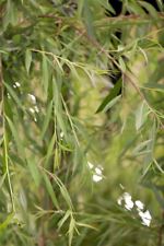 Salix alba tristis gebraucht kaufen  Westerstede
