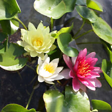 mini water lily for sale  IPSWICH