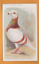 Birds feathered 1910 for sale  DAWLISH