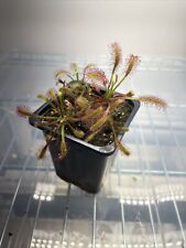 Drosera capensis hairy for sale  KIDDERMINSTER