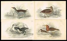 Woodcock sandpiper birds for sale  Shipping to Ireland