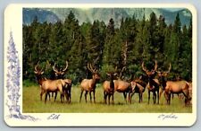 Bull cow elks for sale  Dayville