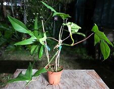 Philodendron florida plant for sale  Hollywood