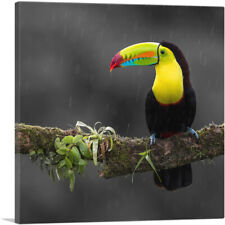 Artcanvas toucan bird for sale  Niles