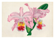 Used, Cattleya Mossiae Hook Var by Jean Linden Orchids A4 Art Print for sale  Shipping to South Africa