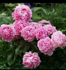 1 Large Pink flower Peony Sara Bernhardt Roots Garden Bulb Prennial Plant , used for sale  Shipping to South Africa