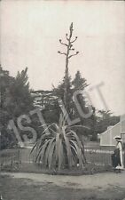 Rara planta gigante de aloe Kew Gardens era vitoriana, usado comprar usado  Enviando para Brazil
