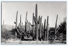 Used, Arizona AZ Postcard RPPC Photo Sahuaro Giant Cactus In The Southwest c1940's for sale  Shipping to South Africa