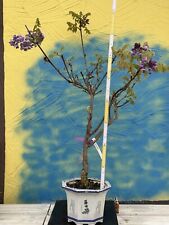 Joe bonsai wisteria gebraucht kaufen  Spiesen-Elversberg