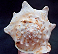 Large seashell conch for sale  BUCKFASTLEIGH