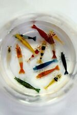 Used, 8+2 Adult Neocaridina Candy Skittle Live Shrimp Mixed Colors Aquarium with FOOD for sale  Concord