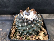 Copiapoa tenuissima giardino usato  Massafra