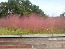 Pink muhly grass for sale  Easley