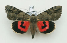 Erebidae - Catocala electa - Rosy Underwing - #41 - male for sale  Shipping to South Africa