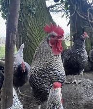 Maran hatching eggs for sale  ASHFORD