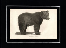 Zoologia orso comune usato  Perugia