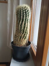 kaktus schwiegermutter gebraucht kaufen  Oberried