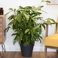 Caryota mitis plant for sale  IPSWICH