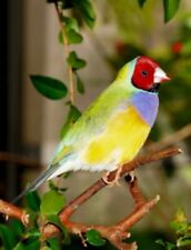 gouldian finch for sale  Fort Lauderdale