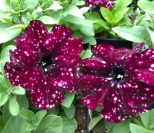 Petunia seeds spotted for sale  OLDHAM