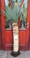 Yucca rostrata 160 for sale  Shipping to Ireland
