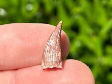allosaurus tooth for sale  Coppell