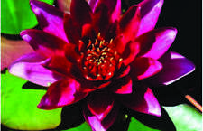 Vesuve water lily for sale  MARKET RASEN