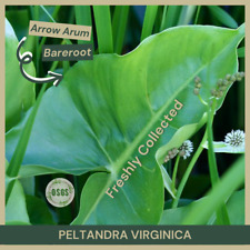 Bareroot peltandra virginica for sale  Portville